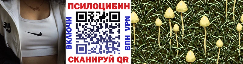 Галлюциногенные грибы Psilocybine cubensis  Заполярный 